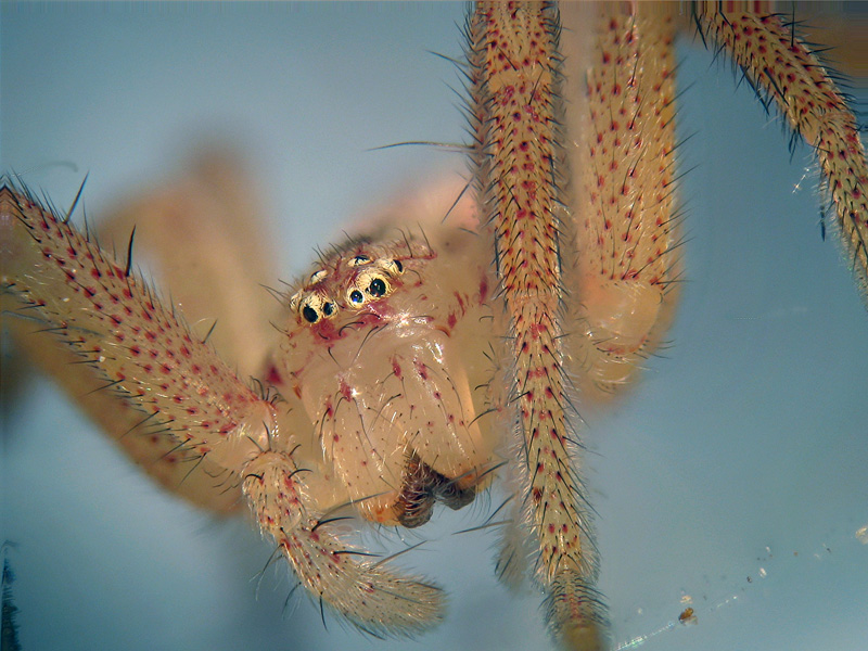 Micrommata virescens